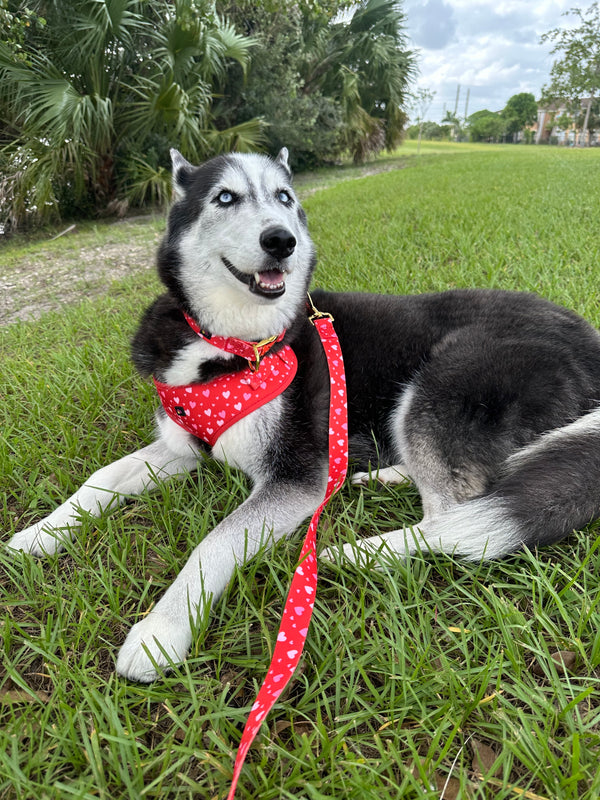 A black and white Siberian husky dog lying on green grass, wearing a red bandana harness and matching red leash with white polka dots in an outdoor park setting.