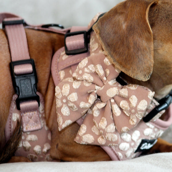 Cocoa Bloom Dog Harness Matching Walking Set