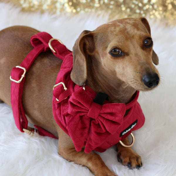 dachshund wearing a red velvet harness, bow and colar 