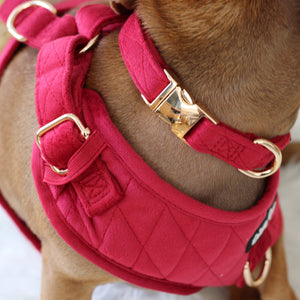 Red quilted dog harness with gold hardware on a brown dog