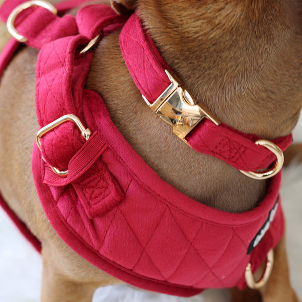 Red quilted dog harness with gold hardware on a brown dog