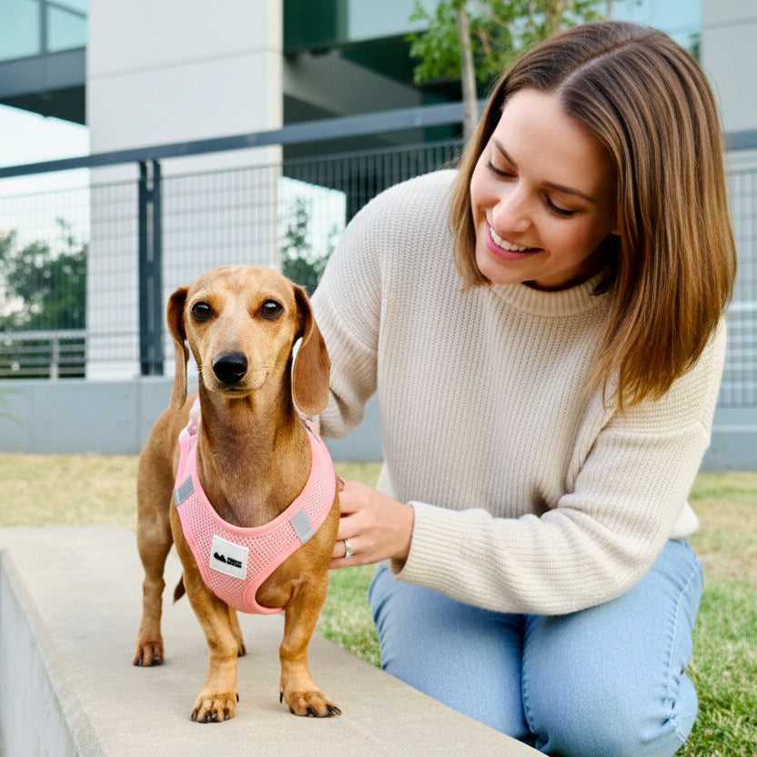Dog wearing a pink harness on a sidewalk