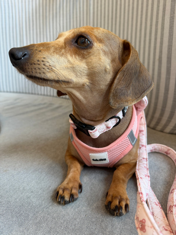 Small dog wearing a pink harness and leash on a couch