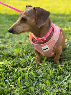 Small dog wearing a pink harness and leash on grass