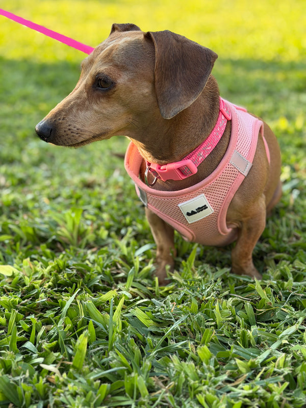 Small dog wearing a pink harness and leash on grass