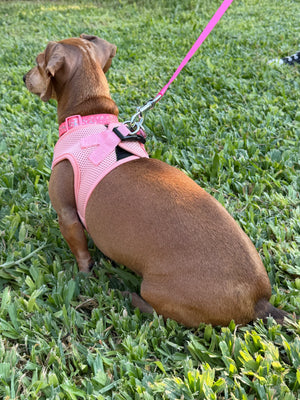 Dog wearing a pink harness and leash on grass