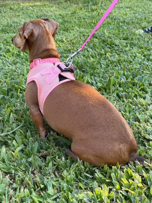 Dog wearing a pink harness and leash on grass