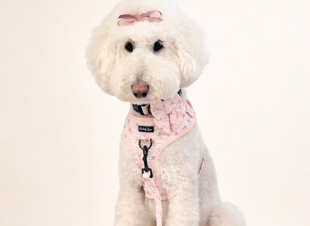 Dog wearing a pink harness and leash with a matching bag on a white background