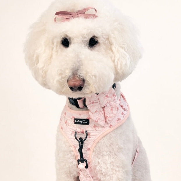 Dog wearing a pink harness and leash with a matching bag on a white background