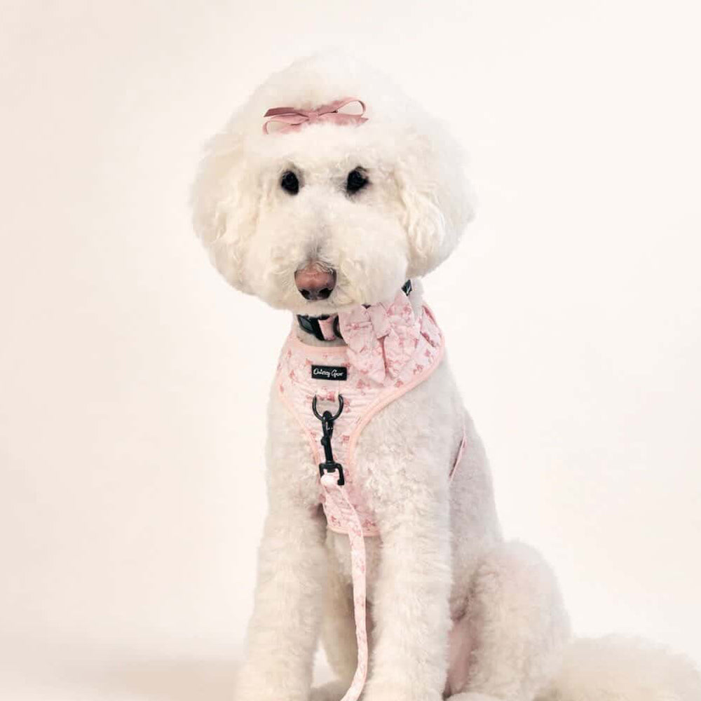 White dog wearing a pink harness with matching leash and bag on a white background