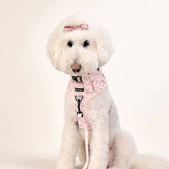White dog wearing a pink harness with matching leash and bag on a white background