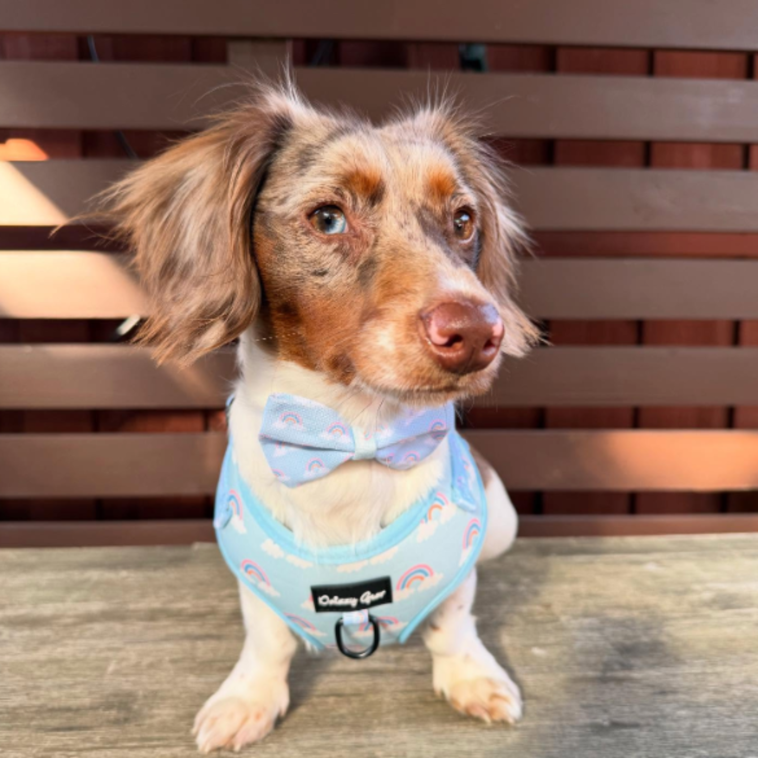 Rainbow Bliss 4-Piece Dog Matching Set | Daizzy Gear
