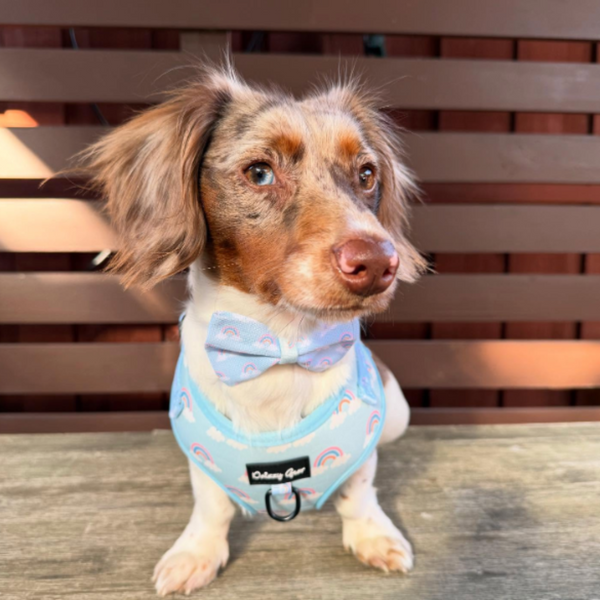 Small dog wearing a light blue harness with rainbow patterns on a wooden surface.