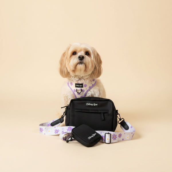 Small white dog with a black bag and floral leash on a carpeted floor.