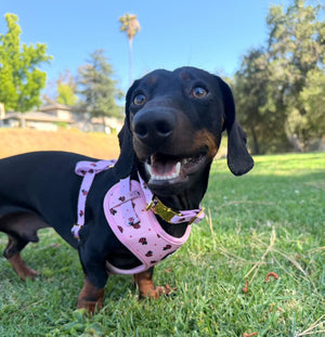 Dachshund wearing a pink harness with a gold buckle in a park setting