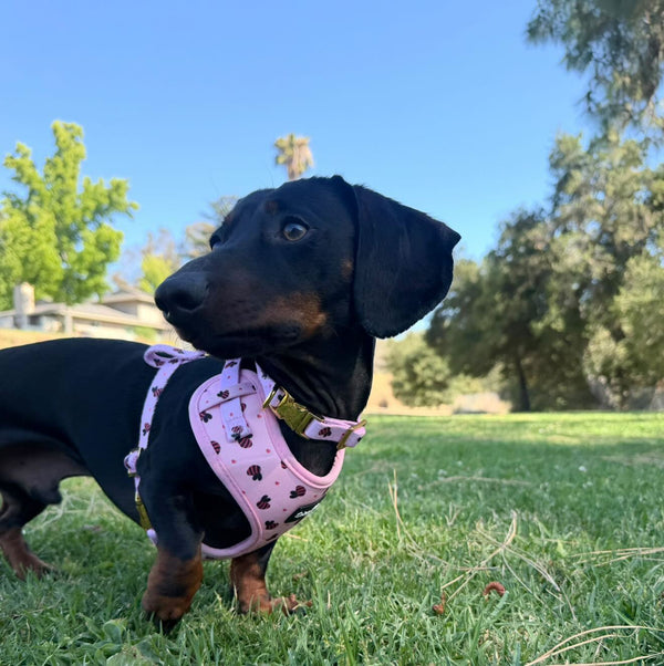 Small dog wearing a pink harness on a grassy field with trees in the background
