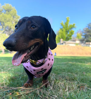 Dog wearing a pink harness in a park with green grass and trees.