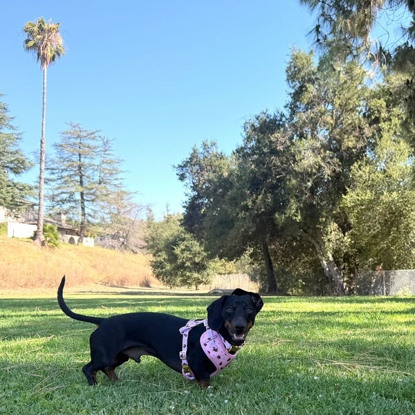 Dog in a park wearing a pink sweater with trees and grass in the background