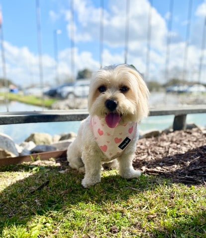 Blushing Love Dog Harness Matching Walking Set - Daizzy Gear - Stylish Accessories for Dogs