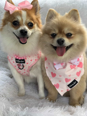 Blushing Love Dog Harness Matching Walking Set - Daizzy Gear - Stylish Accessories for Dogs