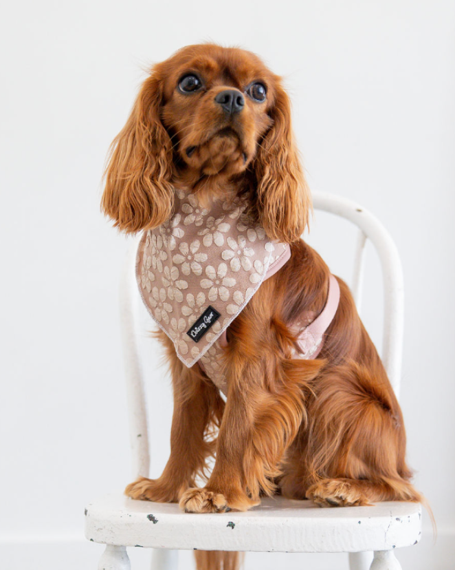 a cute dog wearing the cocoa bloom matching set