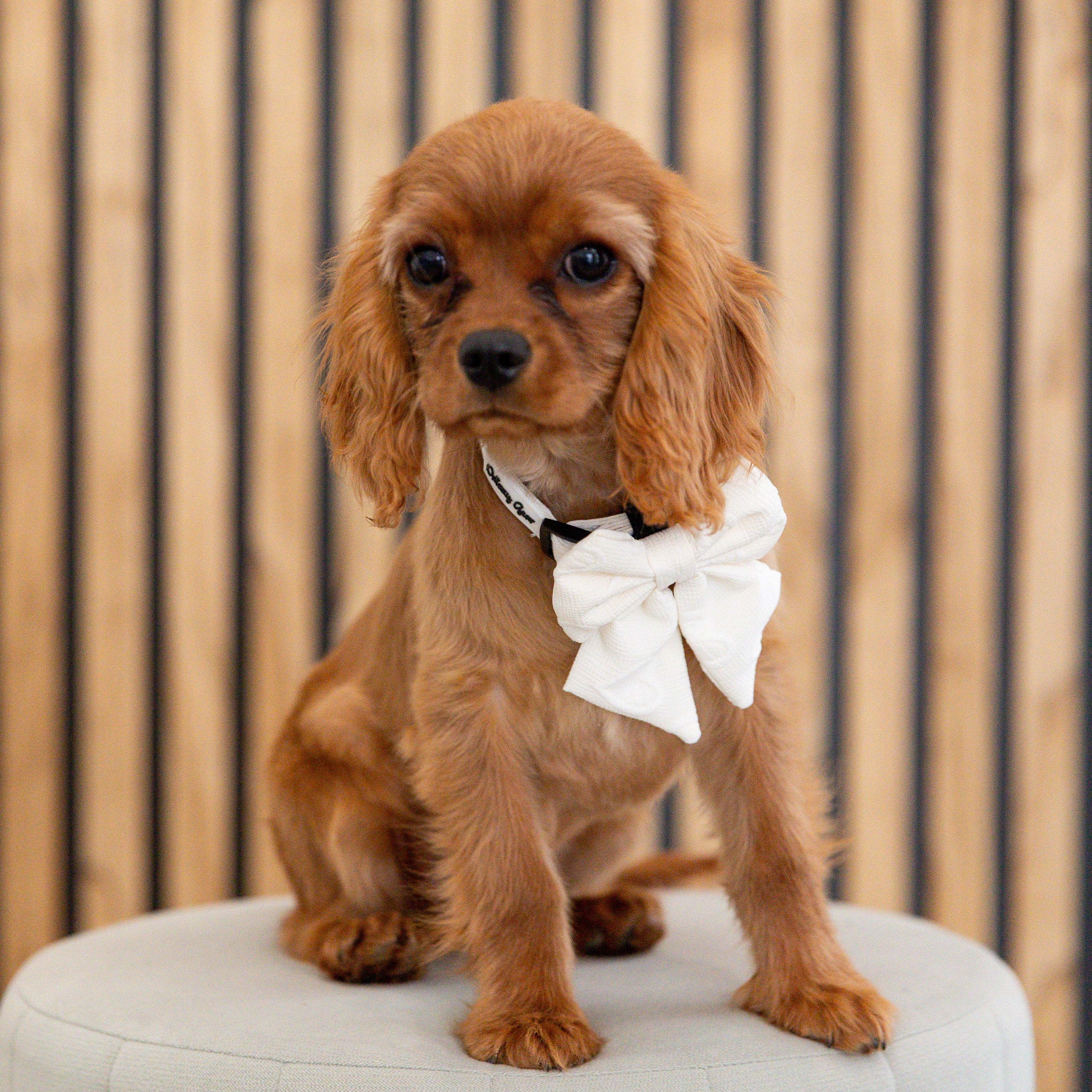 Small dog with a white bow tie sitting on a light-colored surface with a wooden slatted background