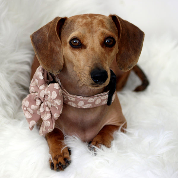 Cocoa Bloom Dog Harness Matching Walking Set - Daizzy Gear - Stylish Accessories for Dogs