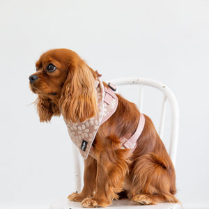 Dog wearing a patterned harness sitting on a white chair against a plain background