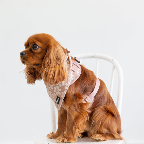 Dog wearing a patterned harness sitting on a white chair against a plain background