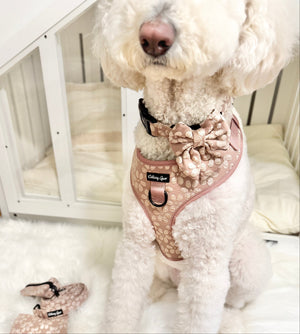 White dog wearing a pink floral harness with a matching bow tie, standing on a fluffy white rug.