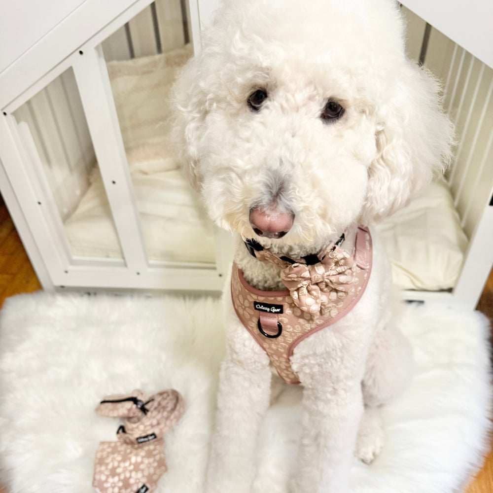 Dog accessory set including a harness, collar, leash, bandana, and bow tie with paw print pattern on a white background.