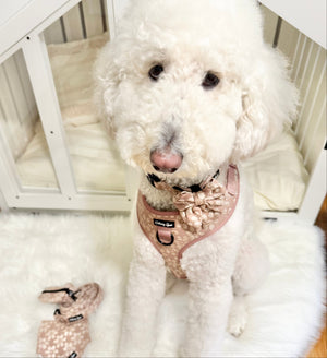 White dog sitting on a fluffy rug with a pink toy next to it