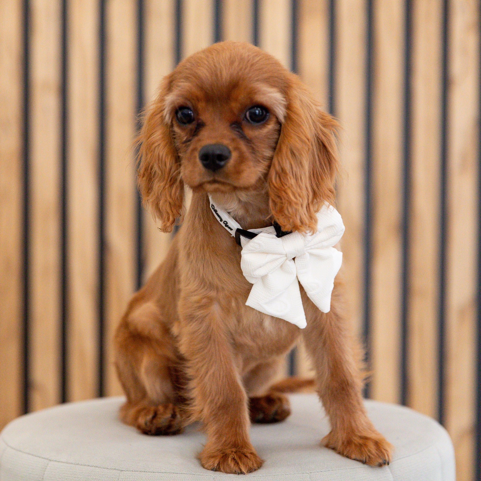 Small brown dog wearing a white bow tie sitting on a white surface with a striped wooden background