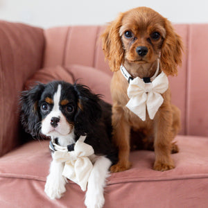 Two dogs on a pink couch, one with a bow tie and a toy, against a light background.