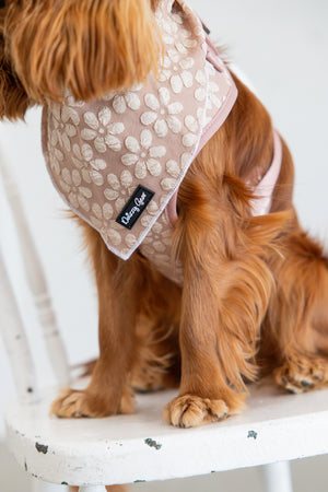 Dog wearing a patterned bandana with a brand logo on a white chair.
