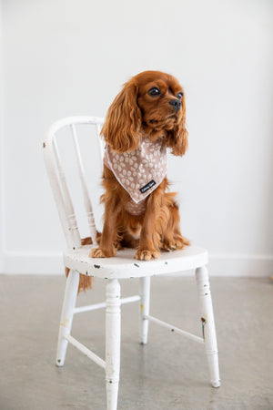 cute dog wearing cocoa bloom styles