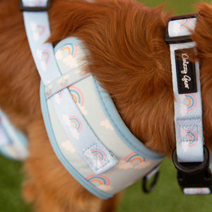Dog wearing a harness with rainbow pattern on grass