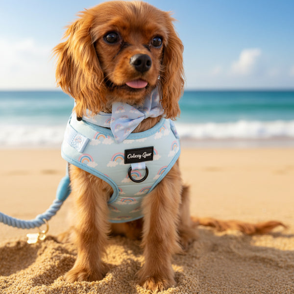 Dog wearing a light blue harness with a pink background