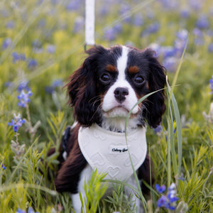Dog wearing a white shirt with text in a field of blue flowers