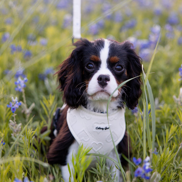 Dog wearing a white shirt with text in a field of blue flowers