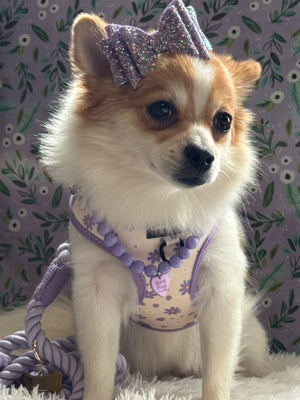 Daisy Dreams Dog Harness Matching Walking Set - Daizzy Gear - Stylish Accessories for Dogs