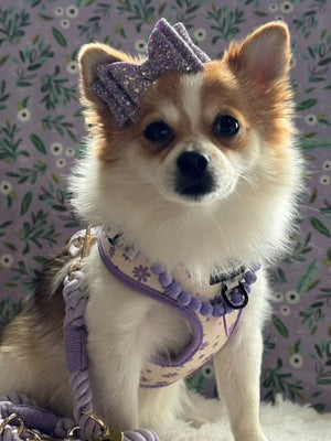 Daisy Dreams Purple Dog Mom Twinning Bundle ( Dog Walking Set + Matching Bag) - Daizzy Gear - Stylish Accessories for Dogs