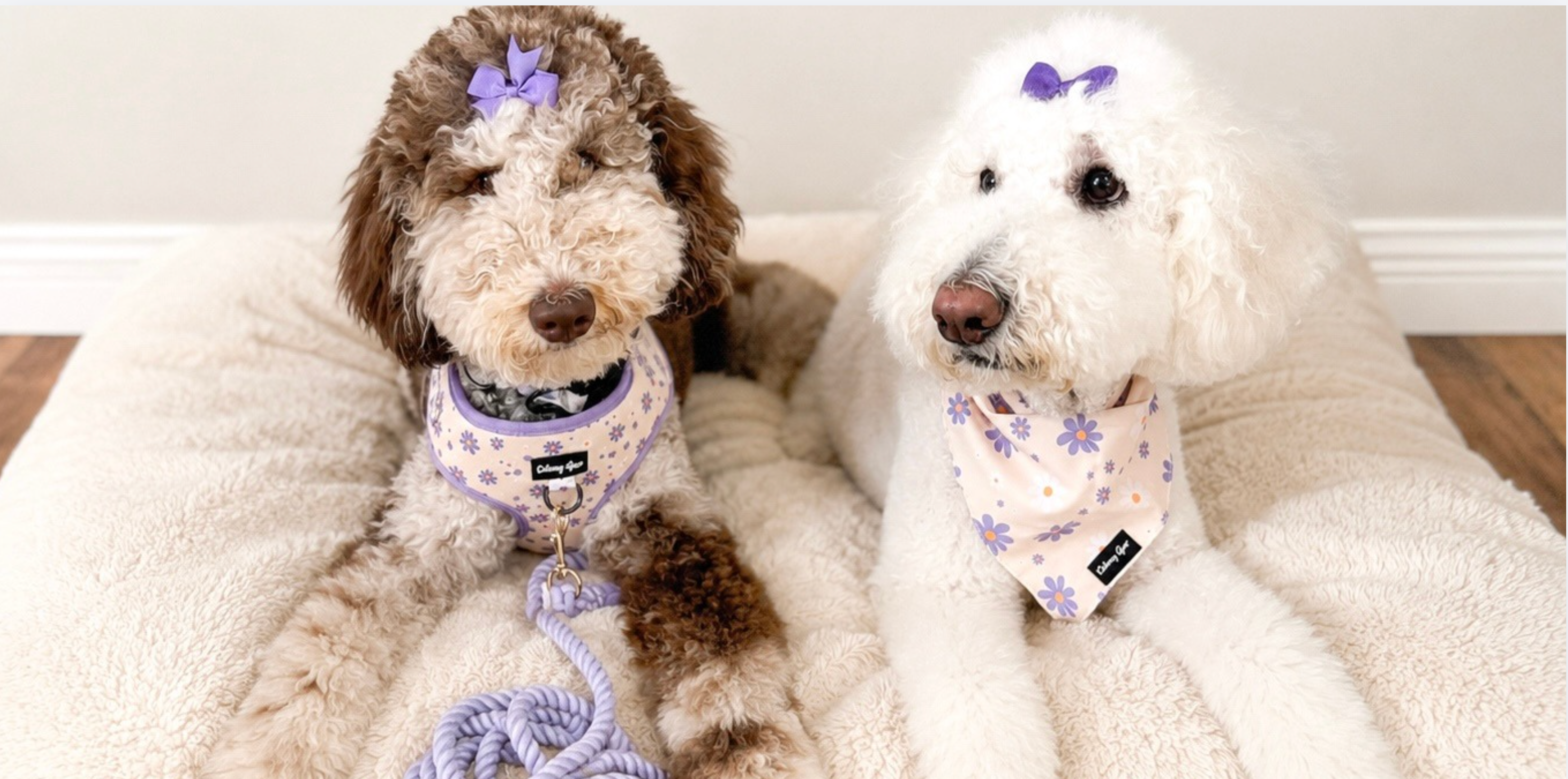 Two small dogs sitting together on a fluffy cream pet bed indoors. The dog on the left is brown and white with a purple bow and matching purple harness/leash, and the dog on the right is white with a purple bow and a light bandana-style accessory.