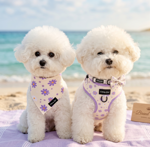 Two white dogs wearing purple harnesses with floral patterns on a beach.