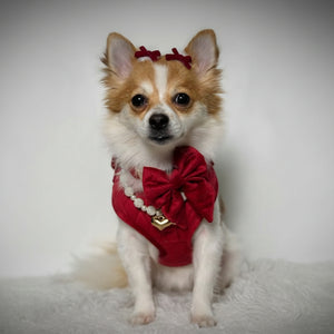 Small dog wearing a red outfit with a bow on a white background