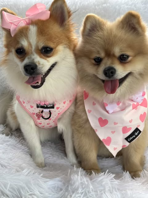 Pink Blushing Love Mom & Pup Matching Bundle