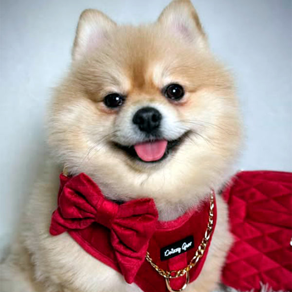 Small dog wearing a red outfit with a bow tie and gold chain on a light gray background