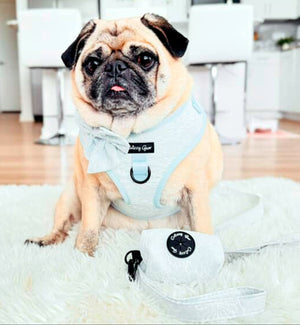Pug wearing a light blue harness sitting on a fluffy white rug.
