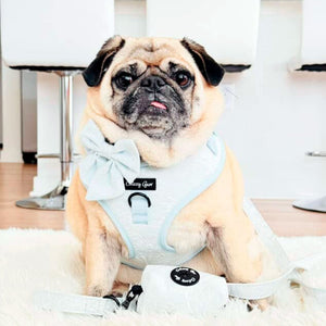 Divine Petals Blue Dog Harness Matching Walking Set - Daizzy Gear - Stylish Accessories for Dogs