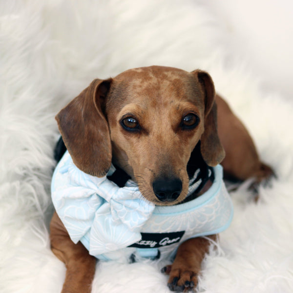Divine Petals Blue Dog Harness Matching Walking Set - Daizzy Gear - Stylish Accessories for Dogs
